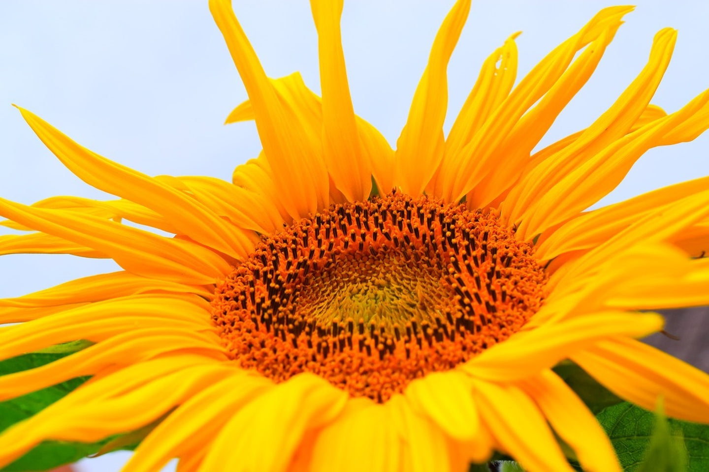 Photo Wallpaper Big sunflower