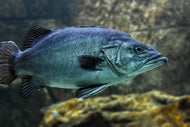 Photo Wallpaper Big fish