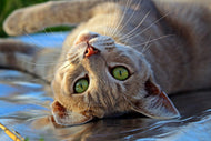 Photo Wallpaper green eye