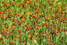 Load image into Gallery viewer, Photo Wallpaper hawkweeds
