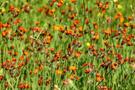 Photo Wallpaper hawkweeds