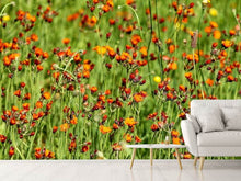 Load image into Gallery viewer, Photo Wallpaper hawkweeds
