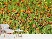 Load image into Gallery viewer, Photo Wallpaper hawkweeds
