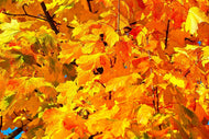 Photo Wallpaper Autumn leaves
