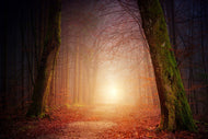 Photo Wallpaper Autumn in the woods