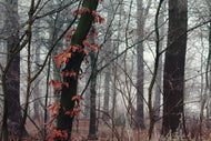 Photo Wallpaper autumn winter