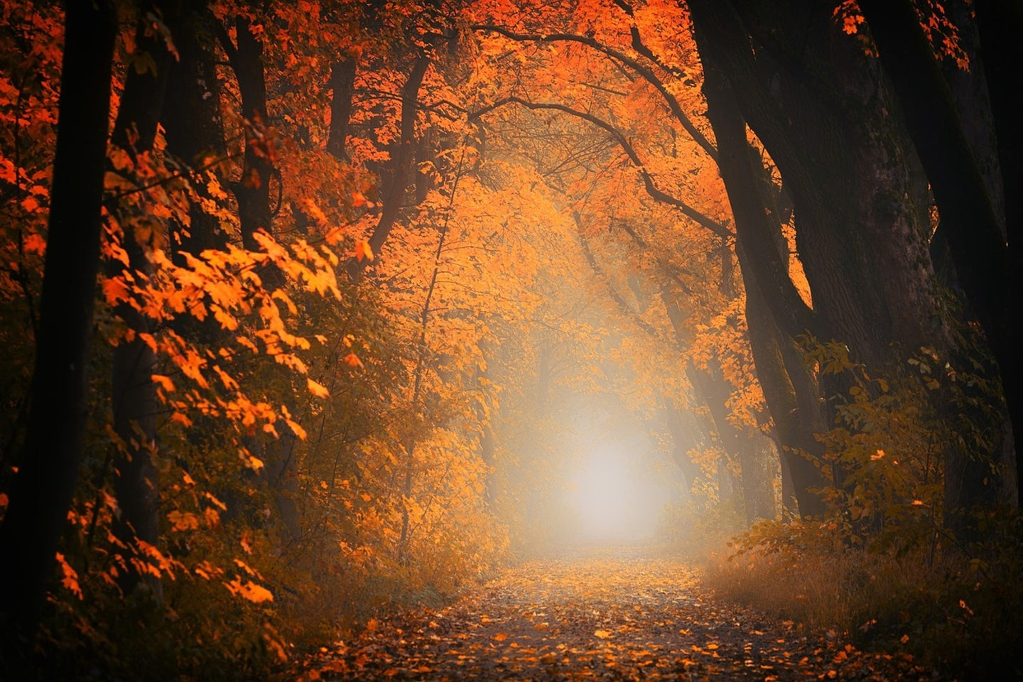 Photo Wallpaper Autumn light in the forest