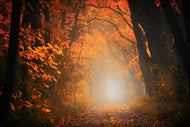Photo Wallpaper Autumn light in the forest