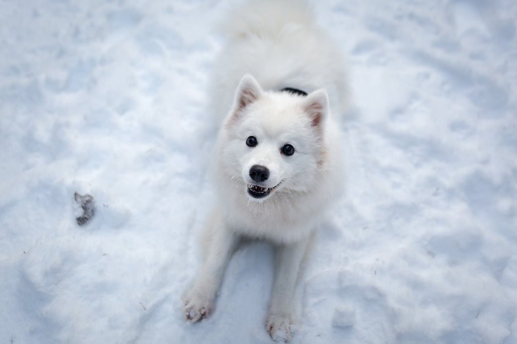 Photo Wallpaper Dogs joy in the snow