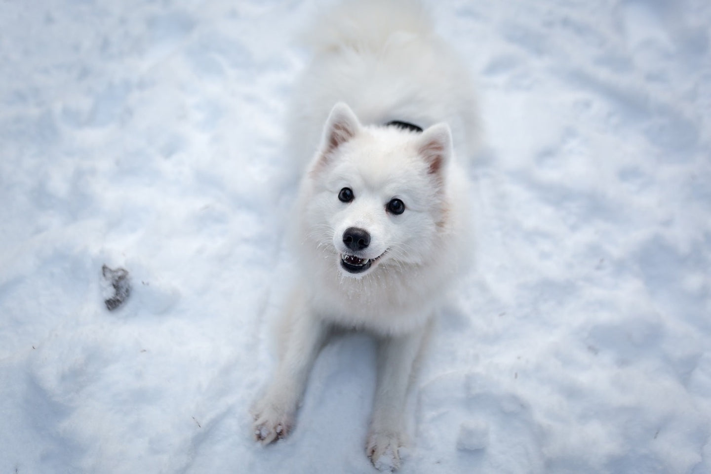 Photo Wallpaper Dogs joy in the snow