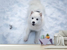 Load image into Gallery viewer, Photo Wallpaper Dogs joy in the snow
