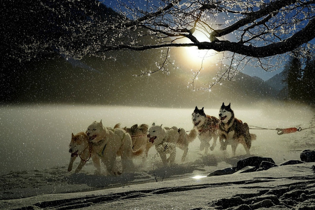 Photo Wallpaper huskies