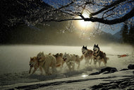 Photo Wallpaper huskies
