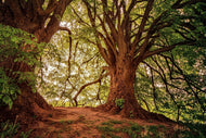 Photo Wallpaper In the dense forest