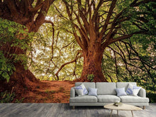 Load image into Gallery viewer, Photo Wallpaper In the dense forest
