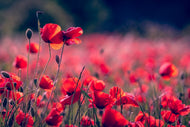 Photo Wallpaper In the poppy field
