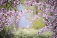 Photo Wallpaper In the beautiful spring