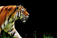 Photo Wallpaper Imposing tiger
