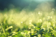 Photo Wallpaper In the meadow