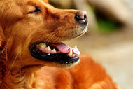 Photo Wallpaper Irish Setter muzzle