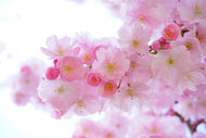 Photo Wallpaper Japanese cherry blossom XL