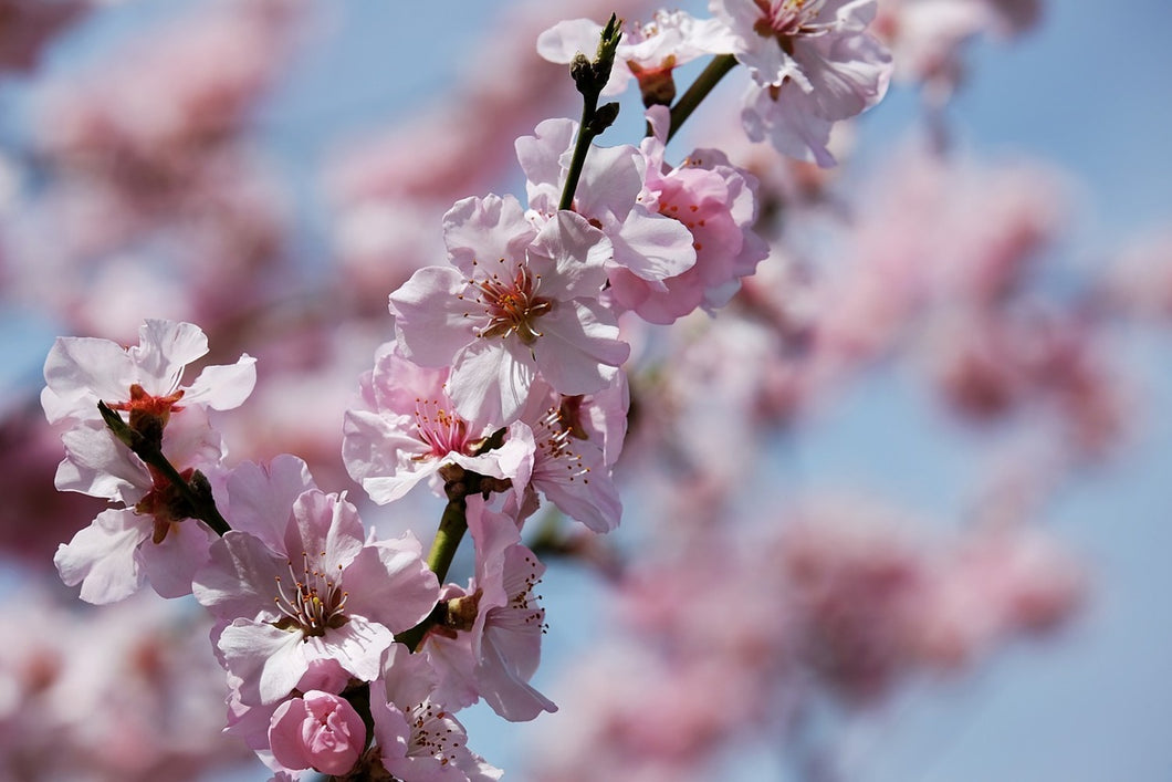 Photo Wallpaper Japanese cherry tree close up
