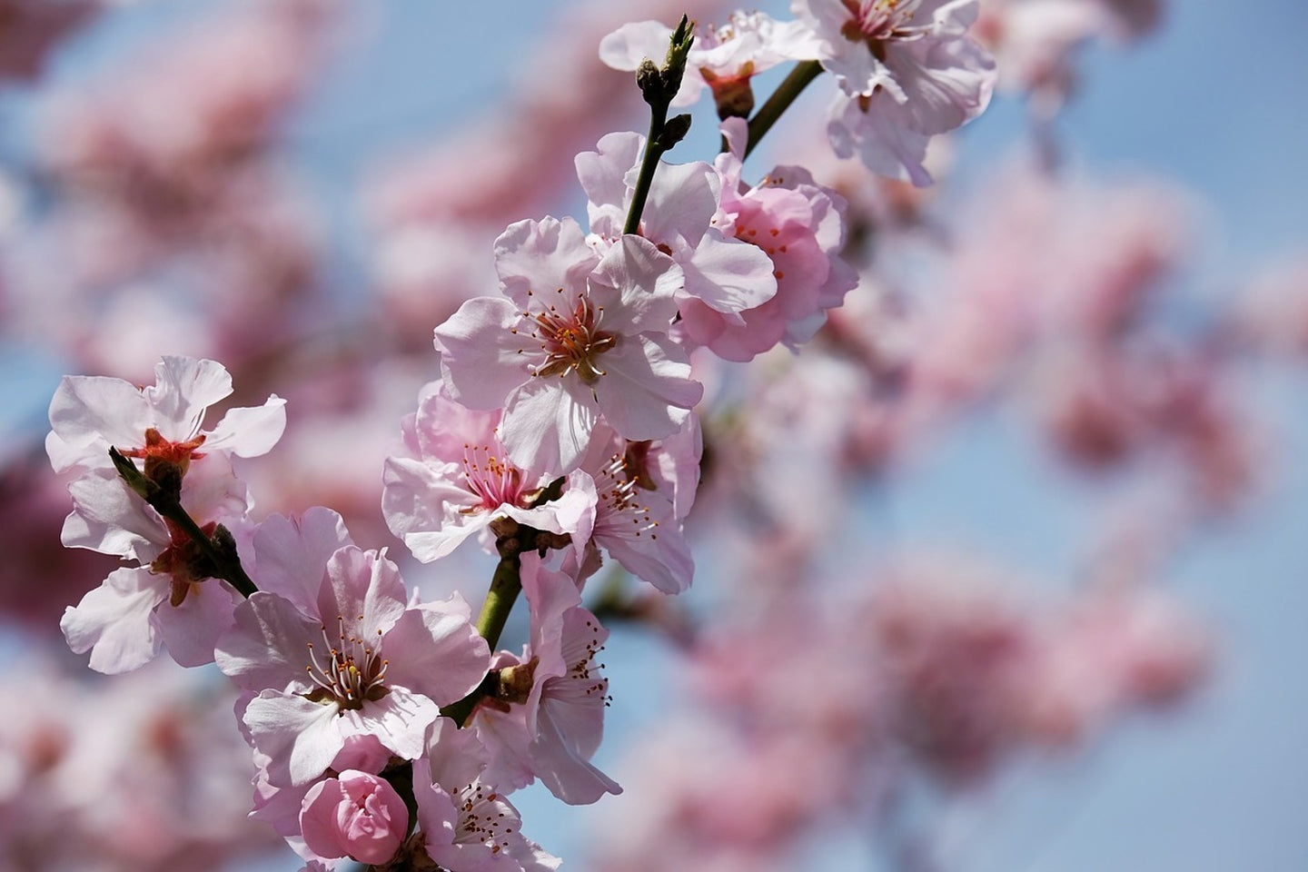 Photo Wallpaper Japanese cherry tree close up