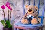 Photo Wallpaper Camera teddy bear