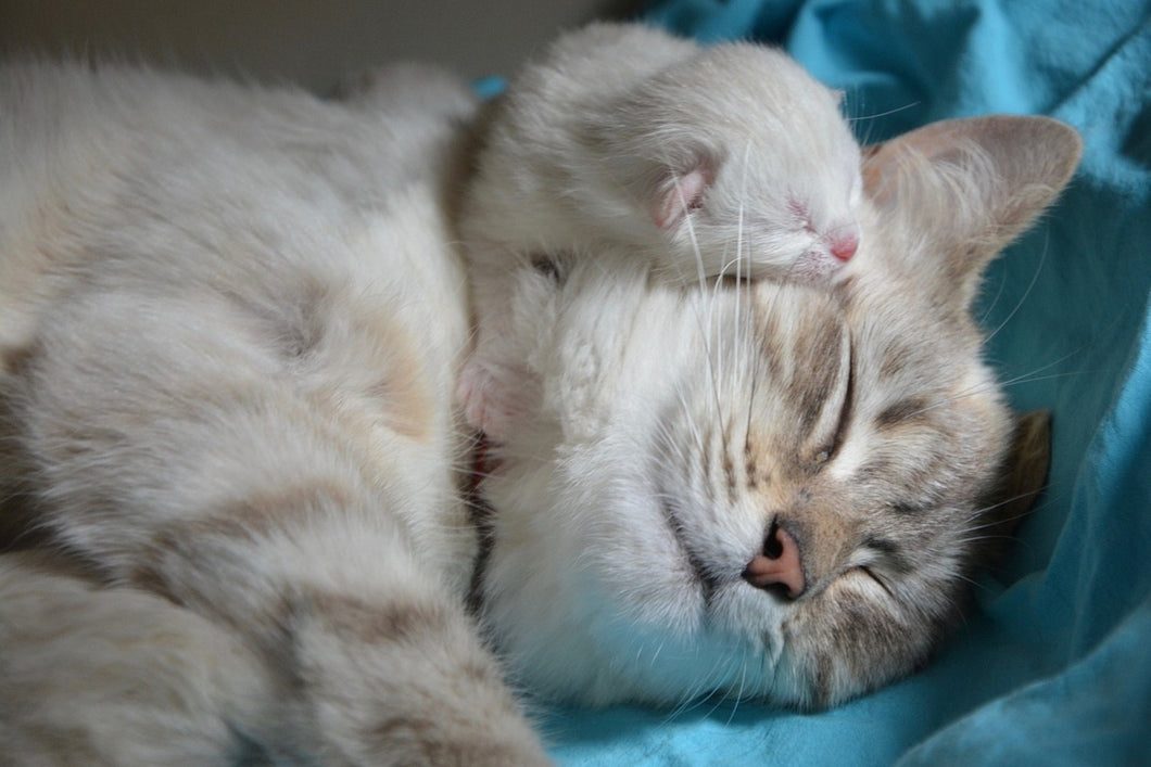 Photo Wallpaper Cats mom with baby
