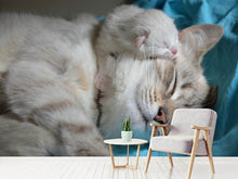 Load image into Gallery viewer, Photo Wallpaper Cats mom with baby
