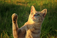 Photo Wallpaper Cats game