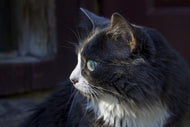 Photo Wallpaper Cat's head XL