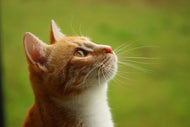 Photo Wallpaper cats nose