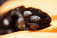 Photo Wallpaper cat's paw