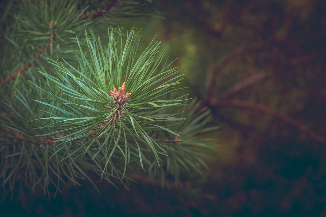 Photo Wallpaper Pine tree close up