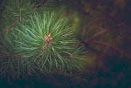 Photo Wallpaper Pine tree close up
