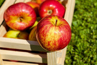 Photo Wallpaper Box of apples