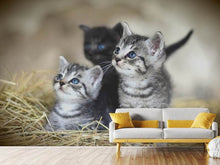 Load image into Gallery viewer, Photo Wallpaper Kitten trio
