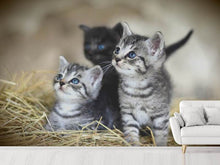 Load image into Gallery viewer, Photo Wallpaper Kitten trio
