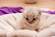 Photo Wallpaper Kitten to fall in love