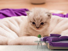 Load image into Gallery viewer, Photo Wallpaper Kitten to fall in love
