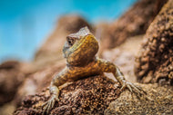 Photo Wallpaper Little alligator