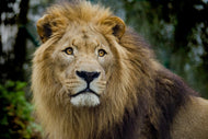 Photo Wallpaper King of wildlife