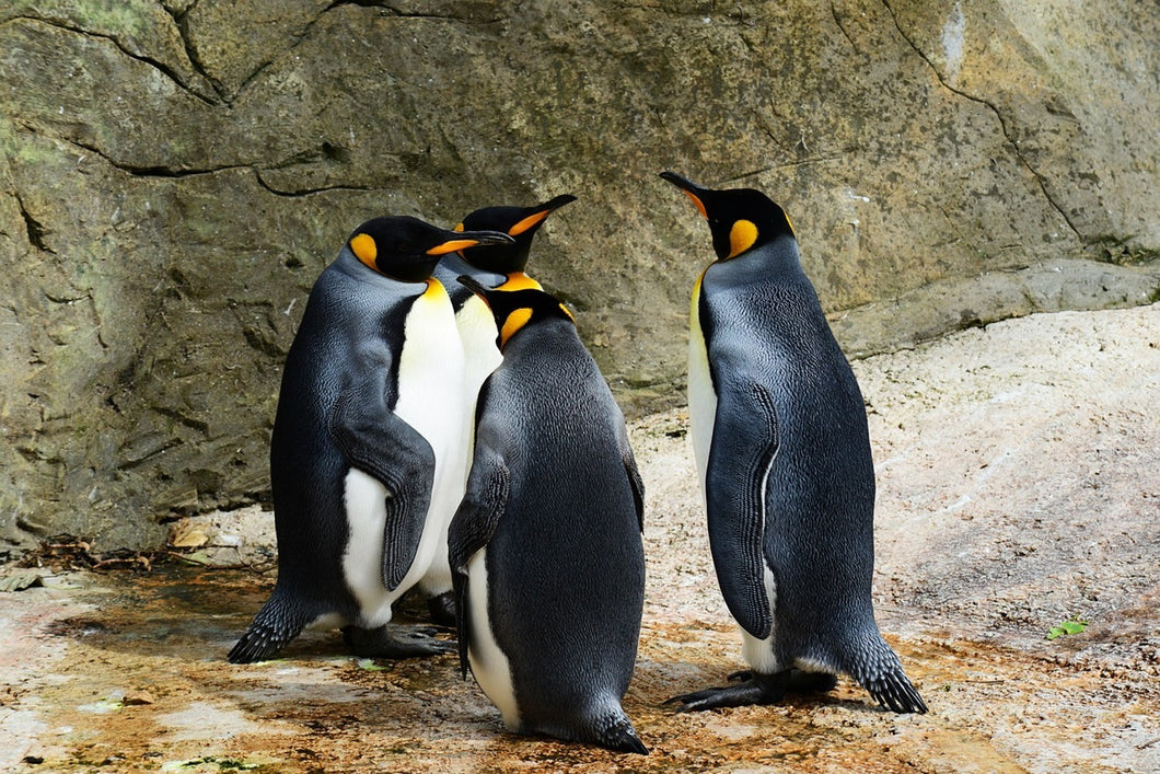 Photo Wallpaper King penguins