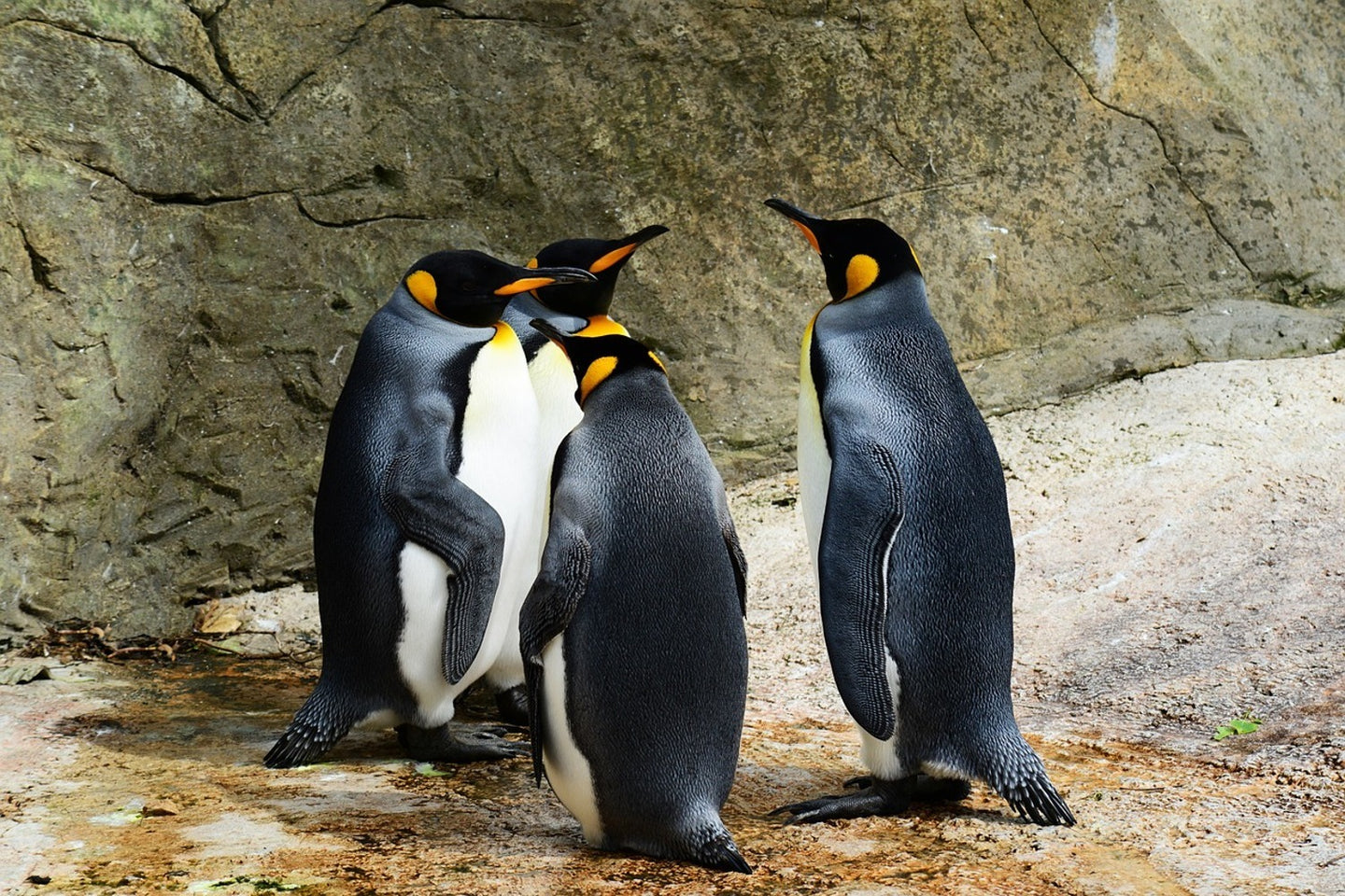 Photo Wallpaper King penguins