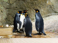 Load image into Gallery viewer, Photo Wallpaper King penguins
