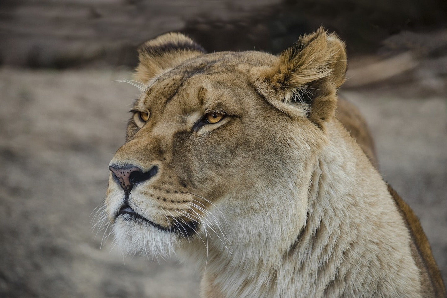Photo Wallpaper Head of a lioness