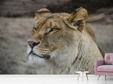 Load image into Gallery viewer, Photo Wallpaper Head of a lioness
