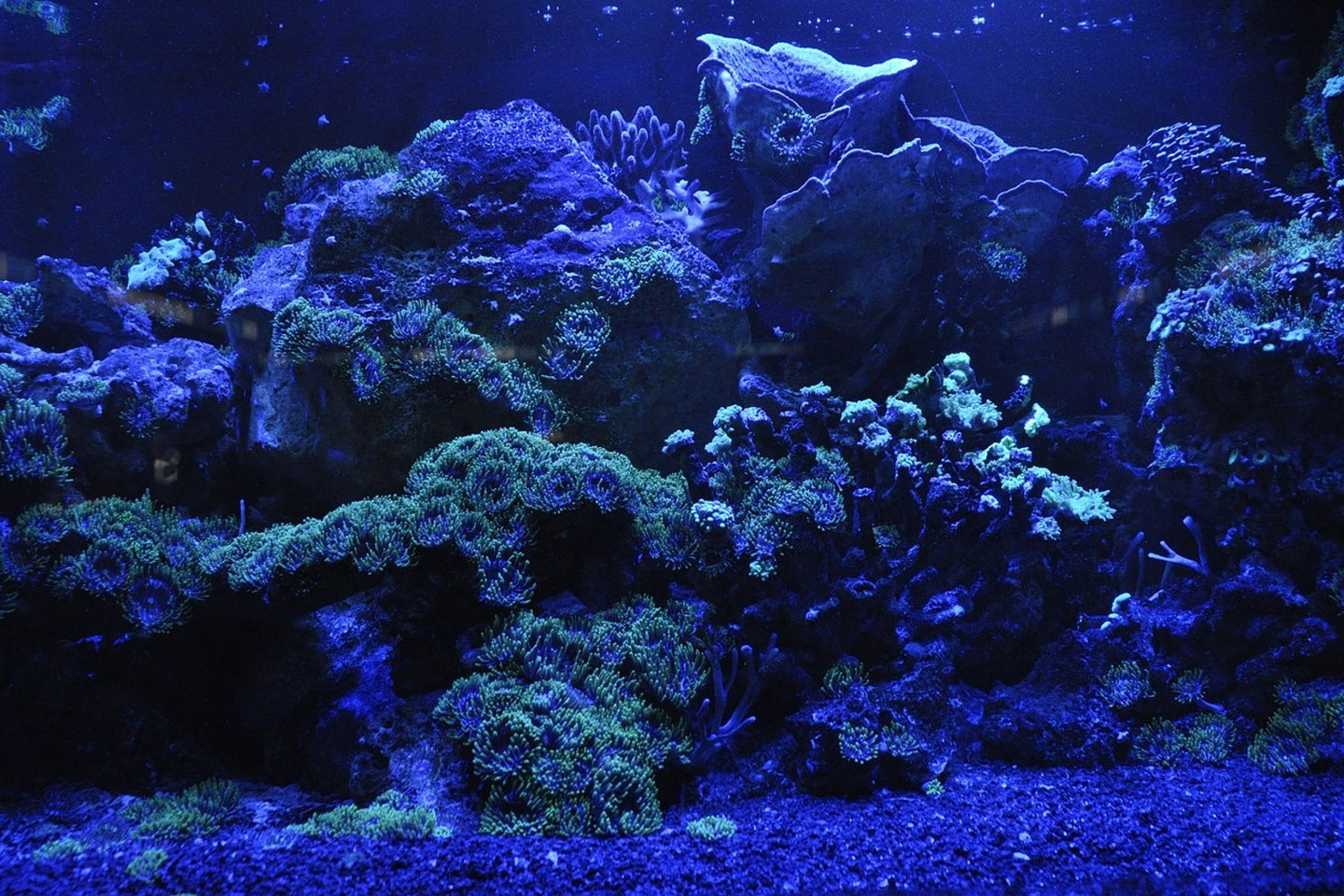 Photo Wallpaper Coral reef in blue