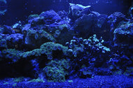 Photo Wallpaper Coral reef in blue